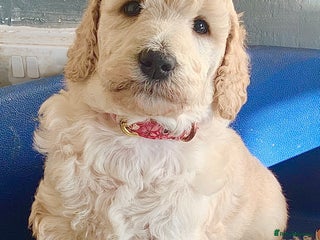 Standard Poodle dogs - Advert 6