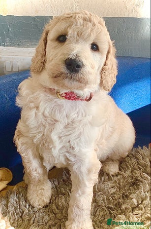 Standard Poodle dogs - Advert 1