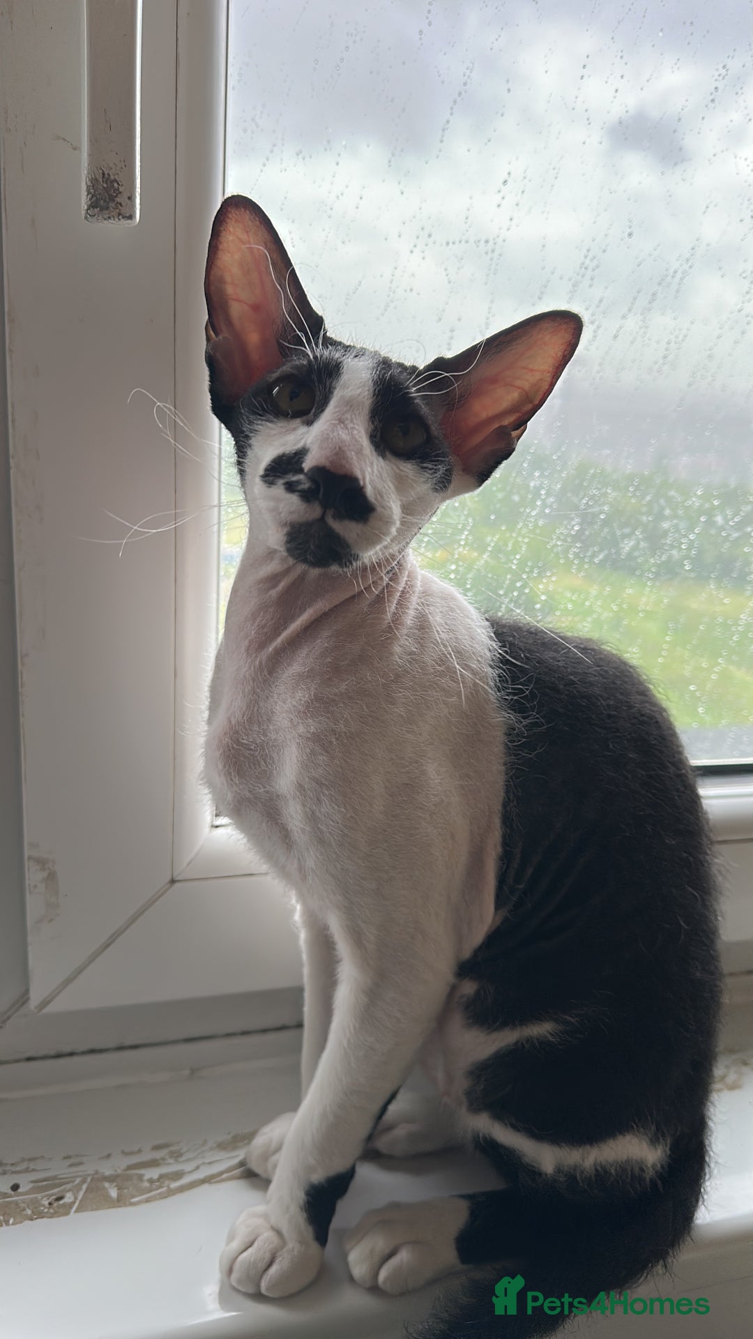 Mixed Breed cats for sale: Crossed Between Oriental short hair & White Bengal - Advert 3