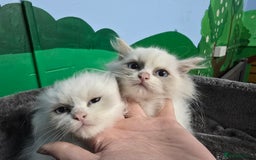 Ragdoll cats for sale: Beautiful Ragdoll babies  - Image 8