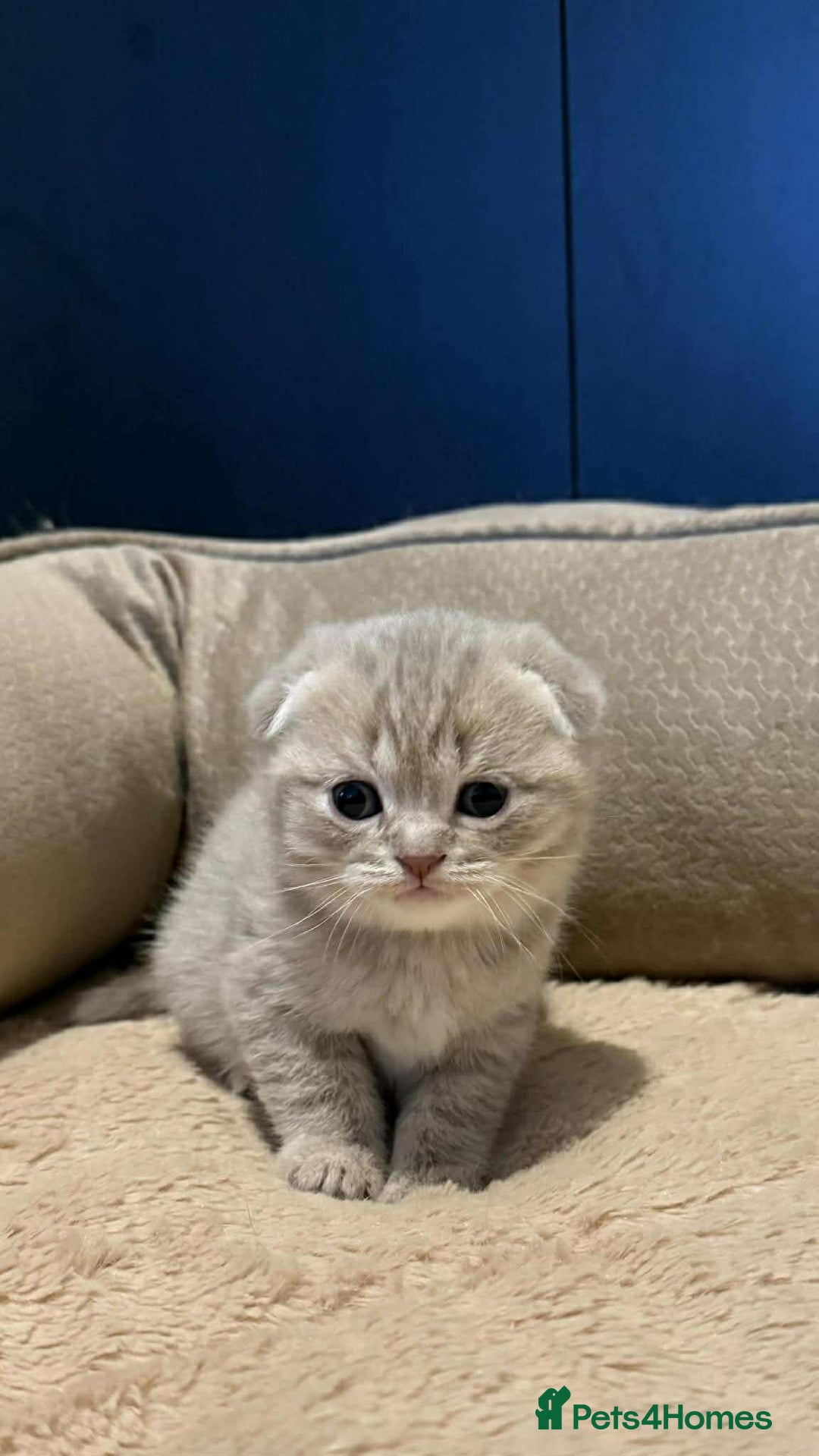 Scottish Fold cats for sale: Scottish Fold/Straight Kittens - Advert 2