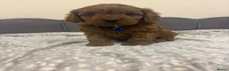 Cavapoo dogs for sale: Stunning F1 Toy Cavapoo Pups - Advert 7