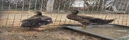 Ducks poultry for sale: Duck Pair For Sale in Tonbridge - Advert 4