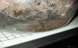 Tarantulas invertebrates for sale: Rehoming Collection of 17 Tarantulas, 1 Scorpion - Image 13