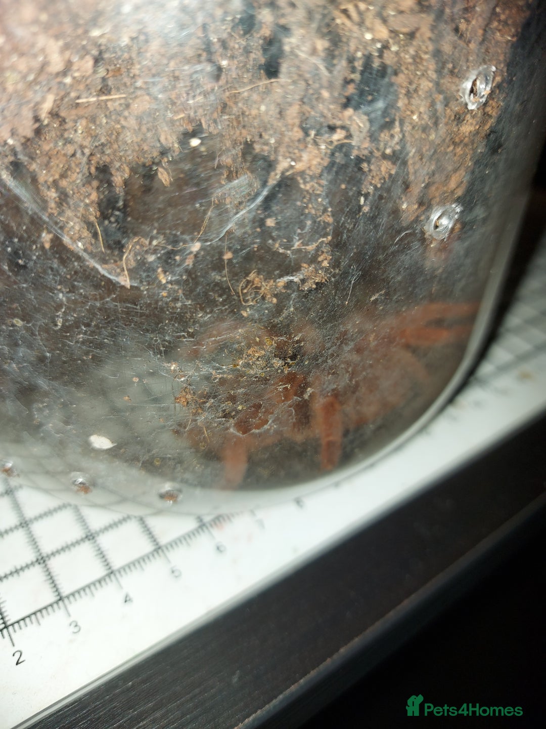 Tarantulas invertebrates for sale: Rehoming Collection of 17 Tarantulas, 1 Scorpion - Image 13