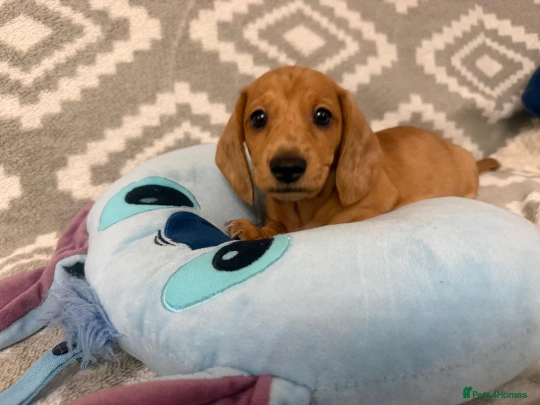 Miniature Dachshund dogs for sale: Beautiful Miniature Puppy Dachsung  - Advert 22
