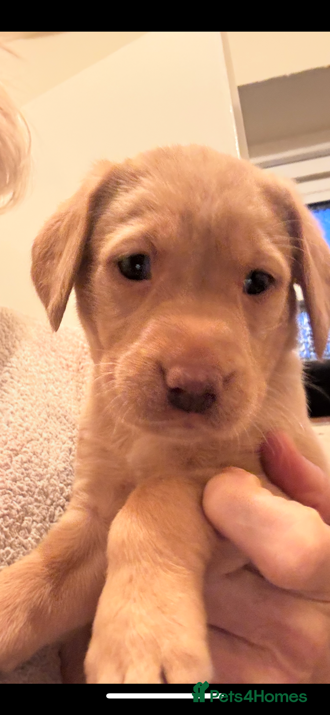 Labrador Retriever dogs for sale: Labrador puppies for sale  - Advert 4