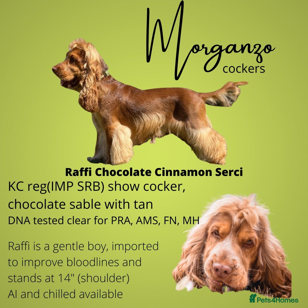 Cocker Spaniel dogs KC chocolate Sable Show Cocker at Stud - Advert 1