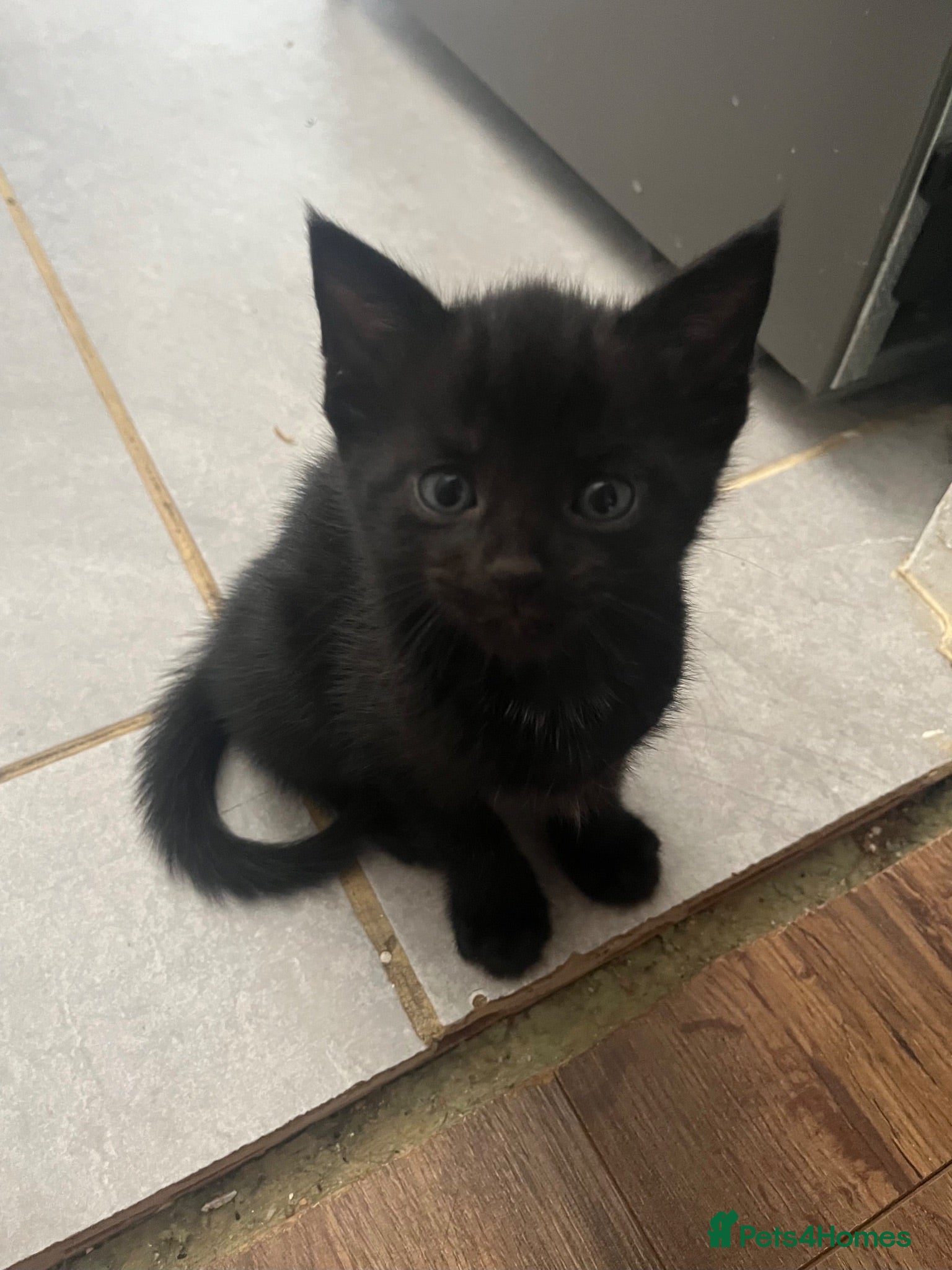 Mixed Breed cats Adorable Male Kittens for Sale - Black - Advert 3