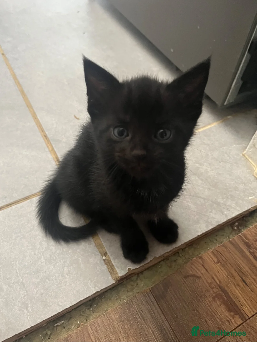 Mixed Breed cats for sale: Adorable Male Kittens for Sale - Black - Advert 1