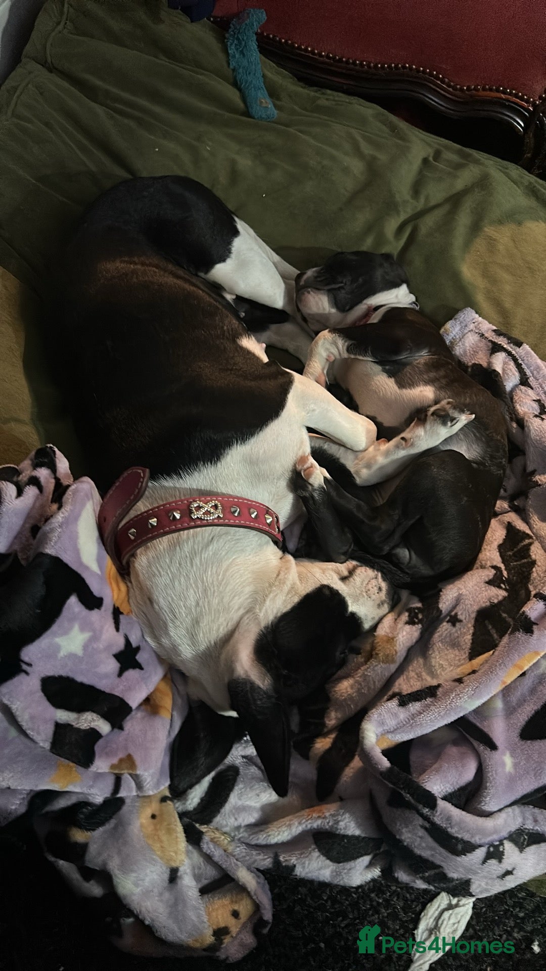 Mixed Breed dogs 5 puppies left mixed sex Labrador springer  - Advert 6