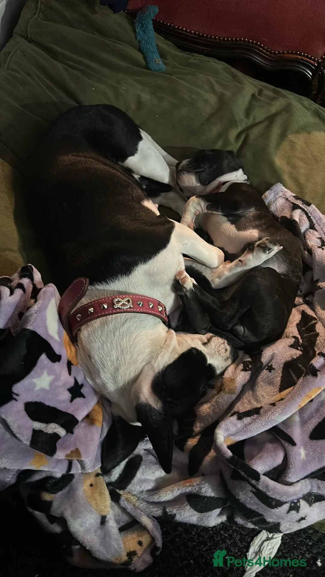 Mixed Breed dogs for sale: 5 puppies left mixed sex Labrador springer  in Boston - Advert 1