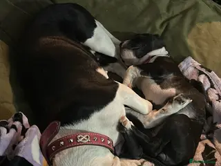 Mixed Breed dogs 5 puppies left mixed sex Labrador springer - Advert 2