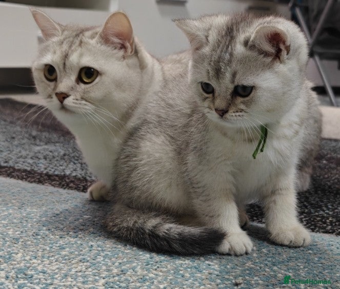 British Shorthair cats Cute & Playful Kittens for Sale – Vet Checked - Advert 2