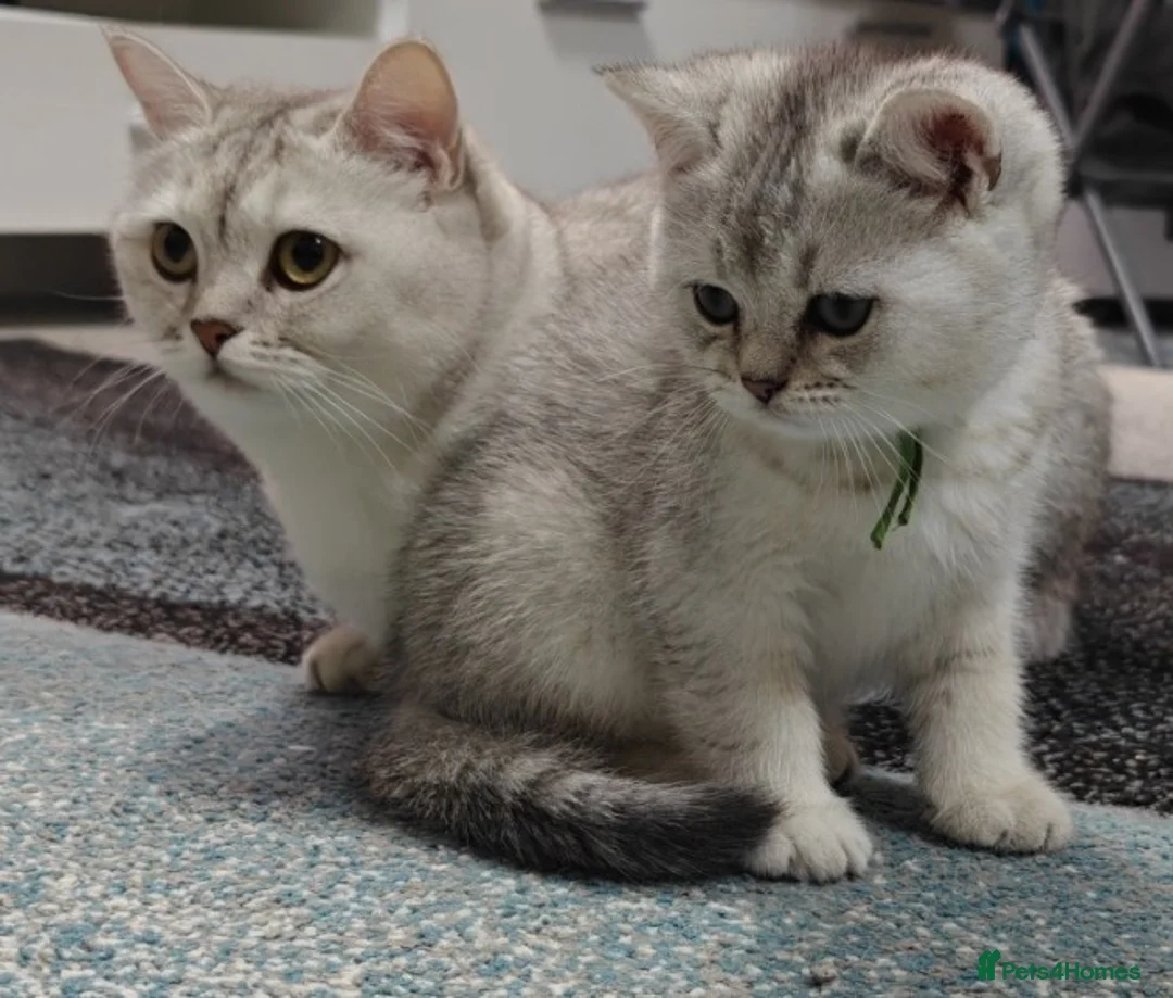 British Shorthair cats for sale: Cute & Playful Kittens for Sale – Vet Checked - Advert 1