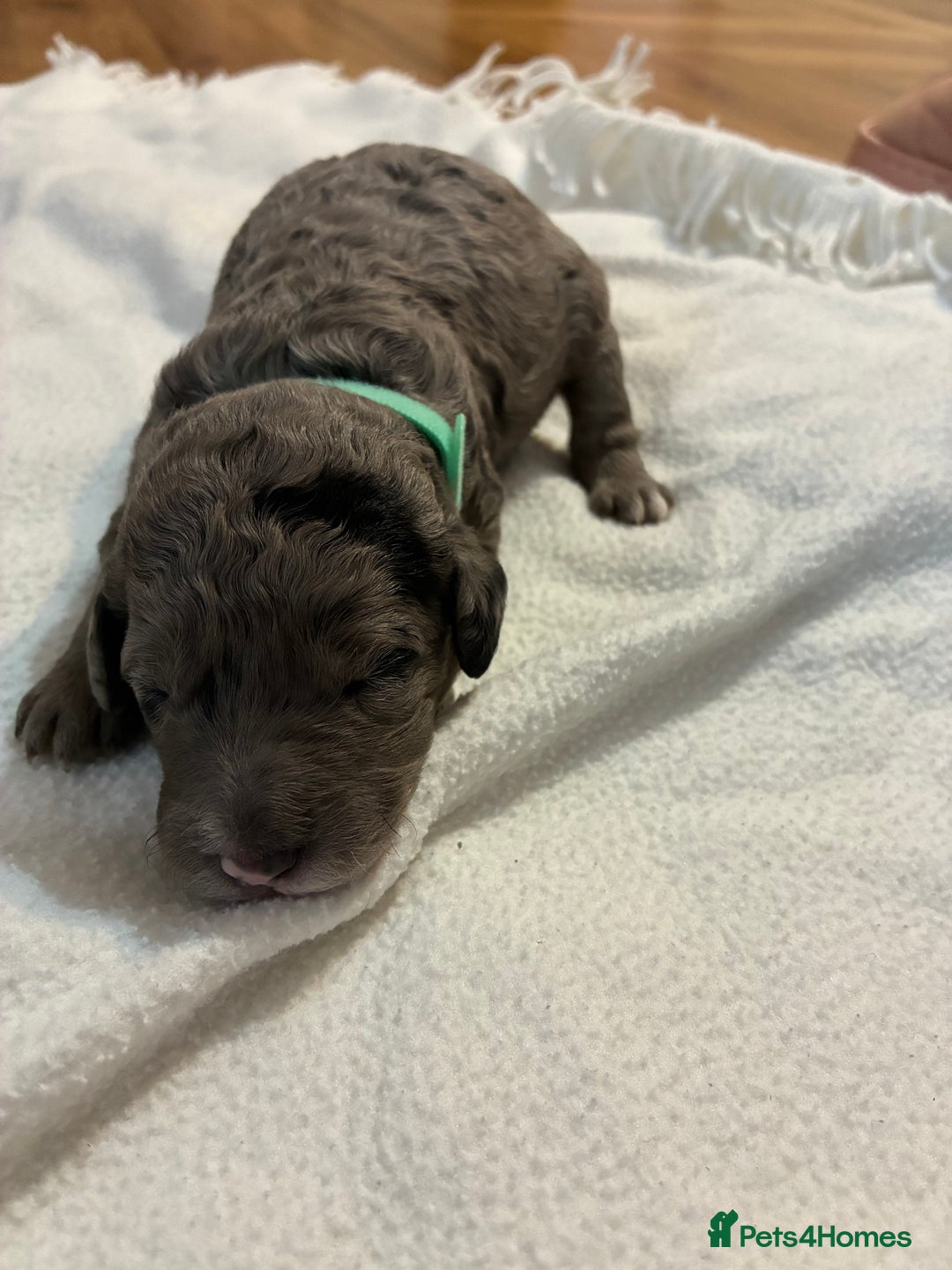 Mini Goldendoodle dogs for sale: Stunning Mini Goldendoodles - Advert 8