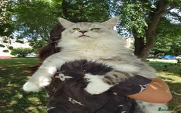 Maine Coon cats for stud:  ⭐️ SIR CLYDE ⭐️ STUD AVAILABLE ⭐️ POLYDACTYL ⭐️ - Image 3