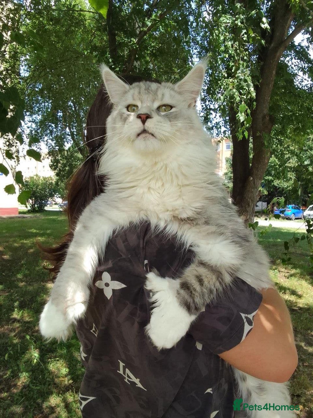 Maine Coon cats for stud:  ⭐️ SIR CLYDE ⭐️ STUD AVAILABLE ⭐️ POLYDACTYL ⭐️ - Image 3