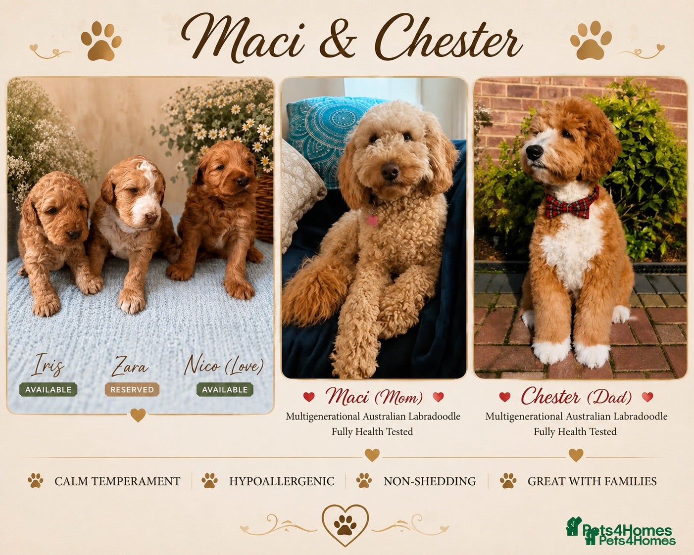Australian Labradoodle dogs Multigenerational Australian Labradoodle  - Advert 1