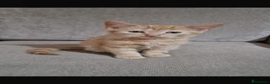 ginger 2