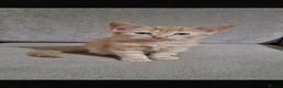 Domestic Shorthair cats for sale: Beautiful kittens looking for home- 4 boys  - Advert 5