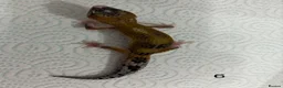 Leopard Gecko reptiles for sale: Baby leopard geckos £40 to £60 - Advert 11