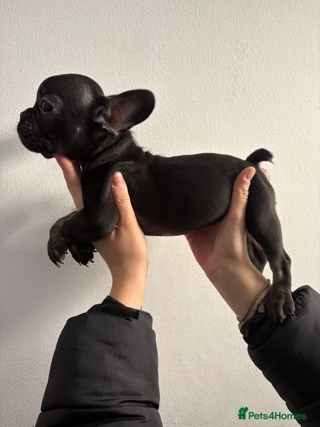 French Bulldog dogs for sale: French bulldogs🐶 - Advert 4