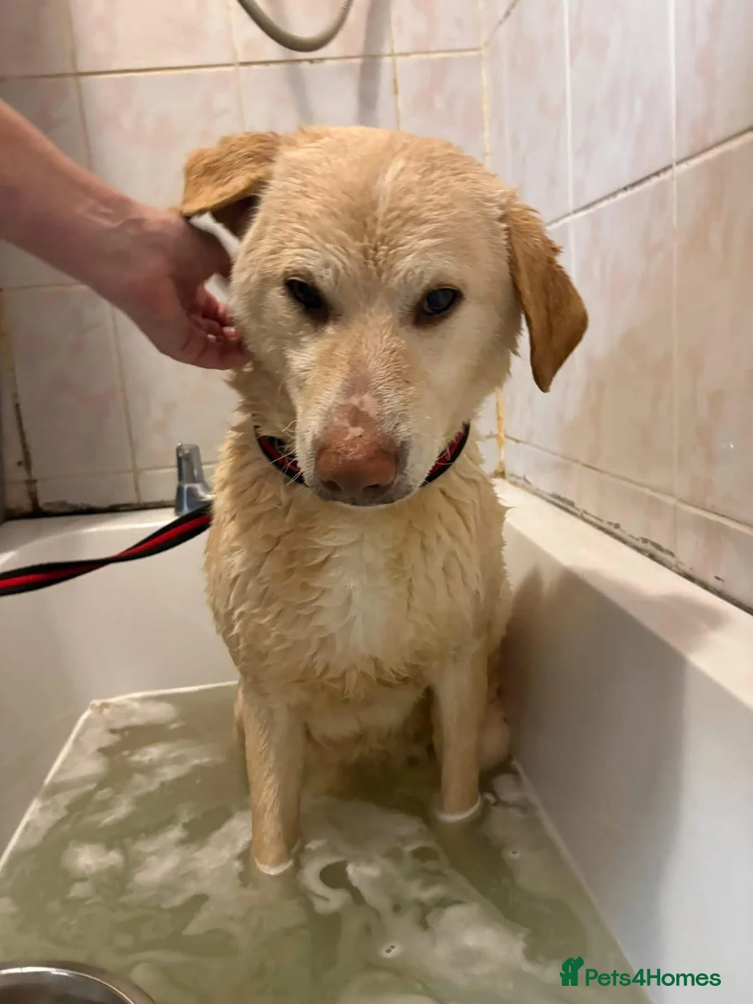 Golden Retriever dogs for adoption: Ralph - Norwich Norfolk  - Advert 4
