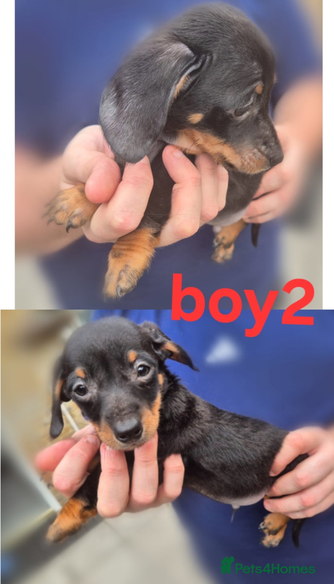 Mixed Breed dogs for sale: Beautiful Dorkie Puppies for sale - Image 7