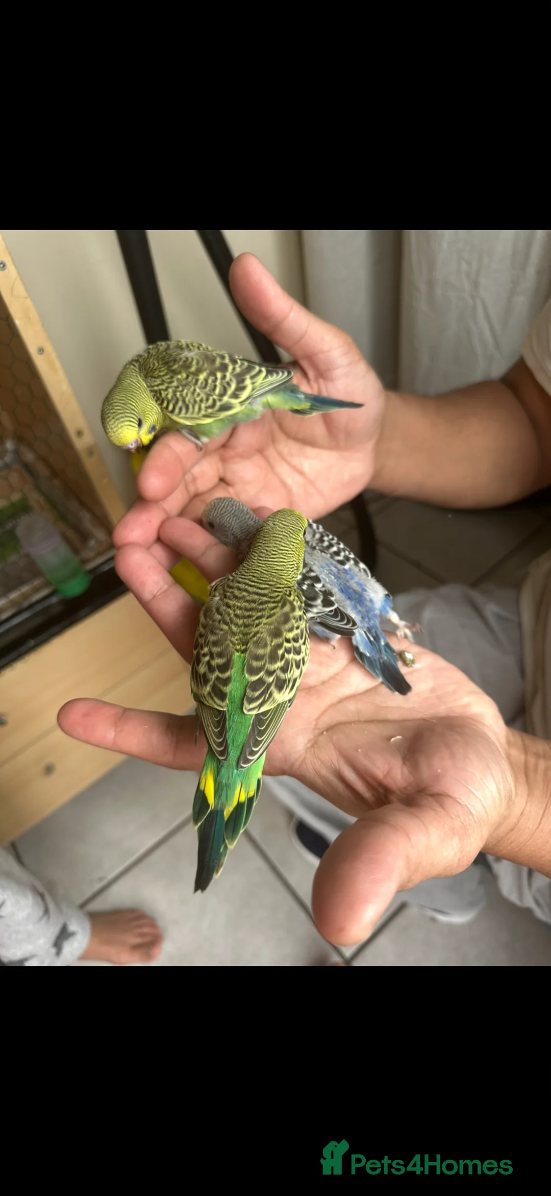 Budgerigars birds for sale: Lovely bonded pair and babies  - Advert 1