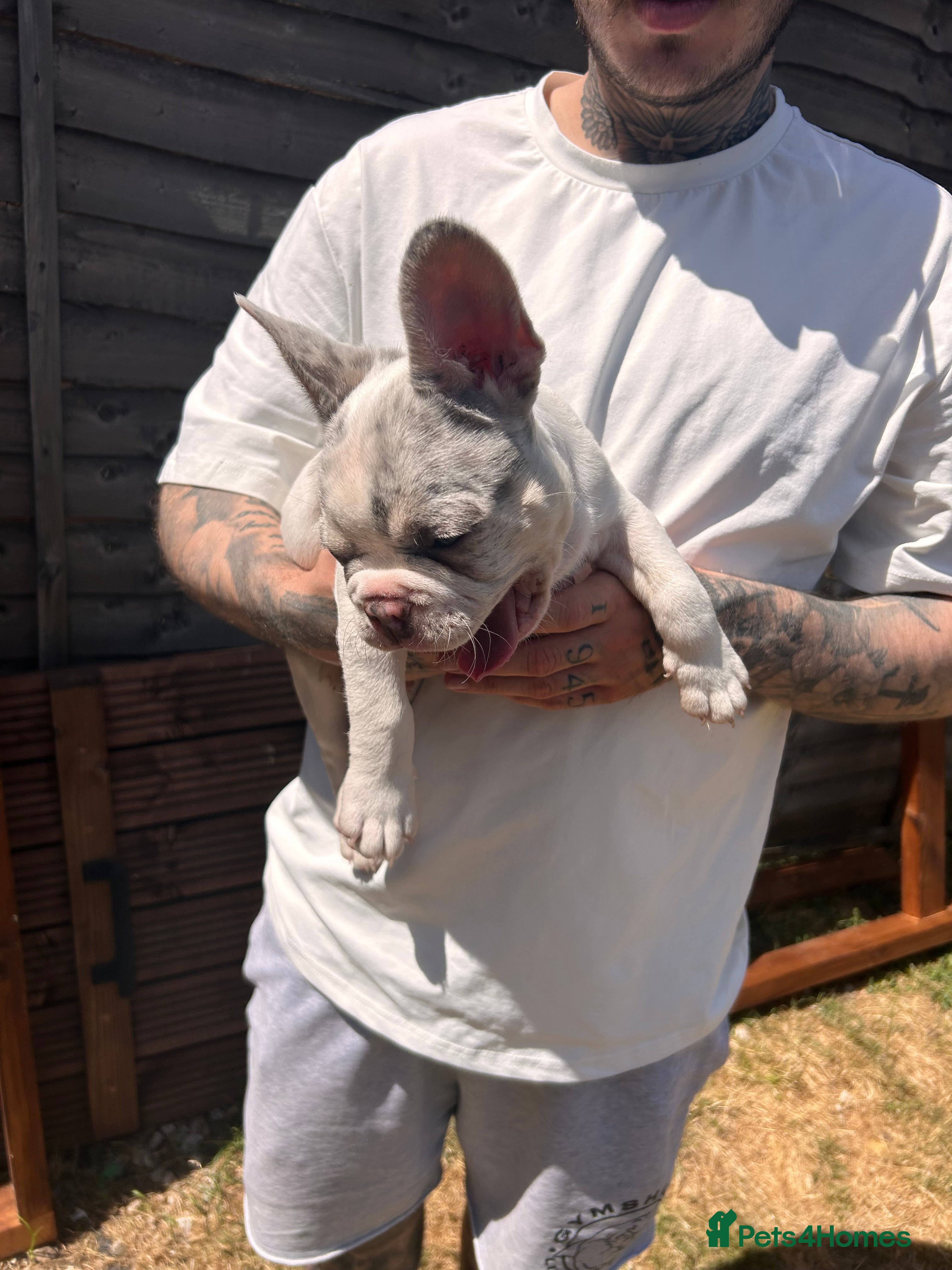 French Bulldog dogs for sale: DWKC French bulldog puppies  - Advert 9