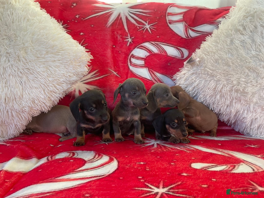 Dachshund dogs for sale: Beautiful Dachunds ready from 23rd December  - Advert 3