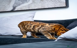 Bengal cats for sale: One of the kind Bengal Female -TICA reg.-Wild look - Image 8