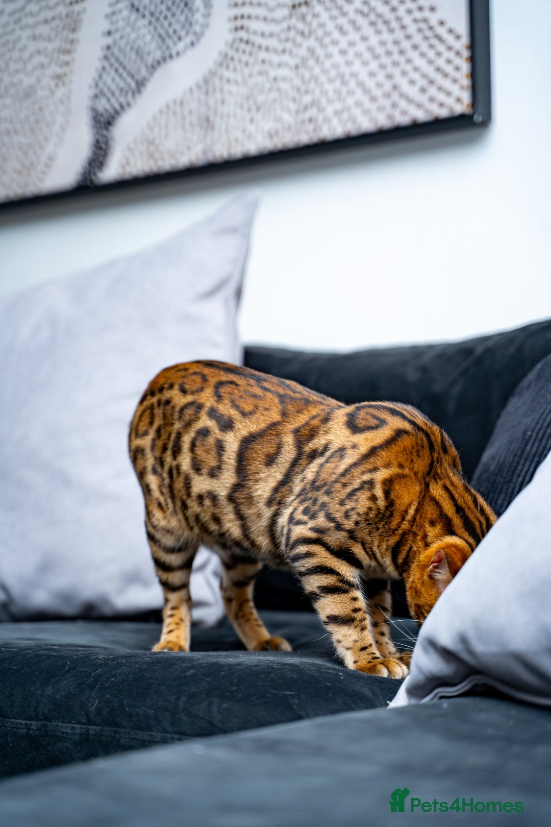 Bengal cats for sale: One of the kind Bengal Female -TICA reg.-Wild look - Image 8