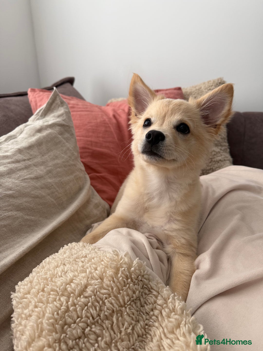 Mixed Breed dogs for sale: Chihuahua x Italian Volpino - Image 1