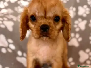 Cavalier King Charles Spaniel dogs ONLY 1 BOY LEFT! STUNNING CAVALIER PUPPY READY NOW - Advert 11