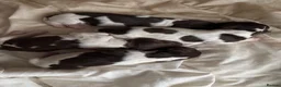 English Springer Spaniel dogs for sale: KC register springer spaniel puppies - Advert 3