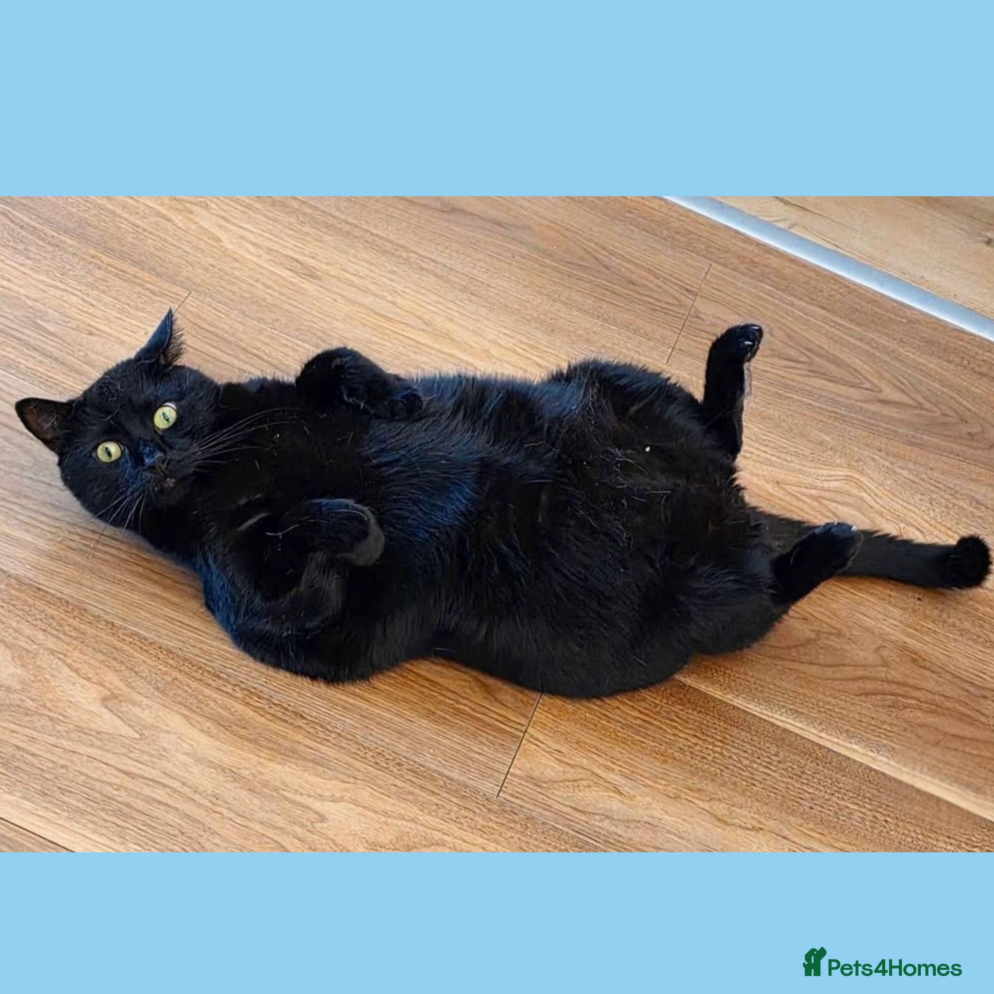 Mixed Breed cats Belly Up Butter Cup! - Advert 1