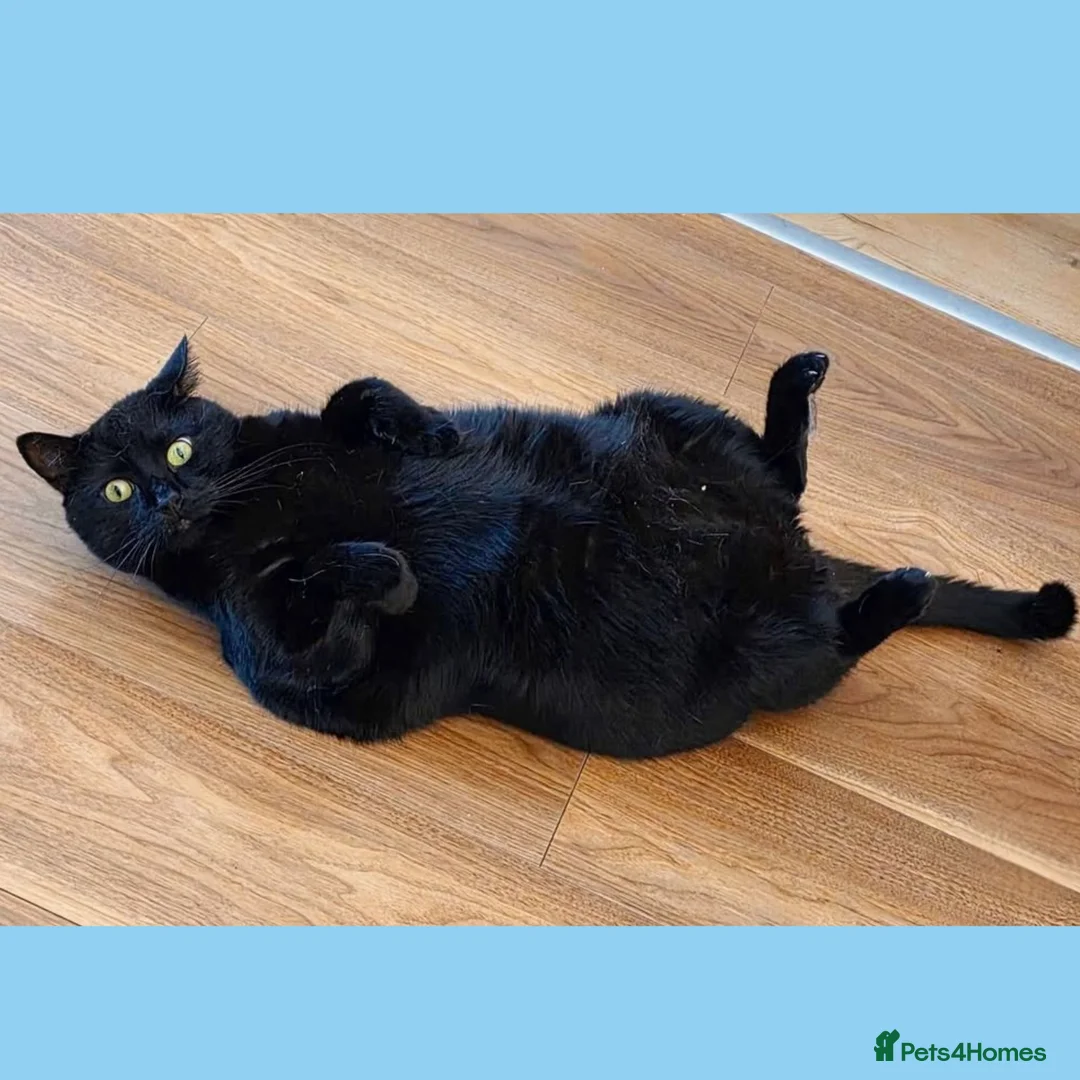Mixed Breed cats for adoption: Belly Up Butter Cup! - Advert 1