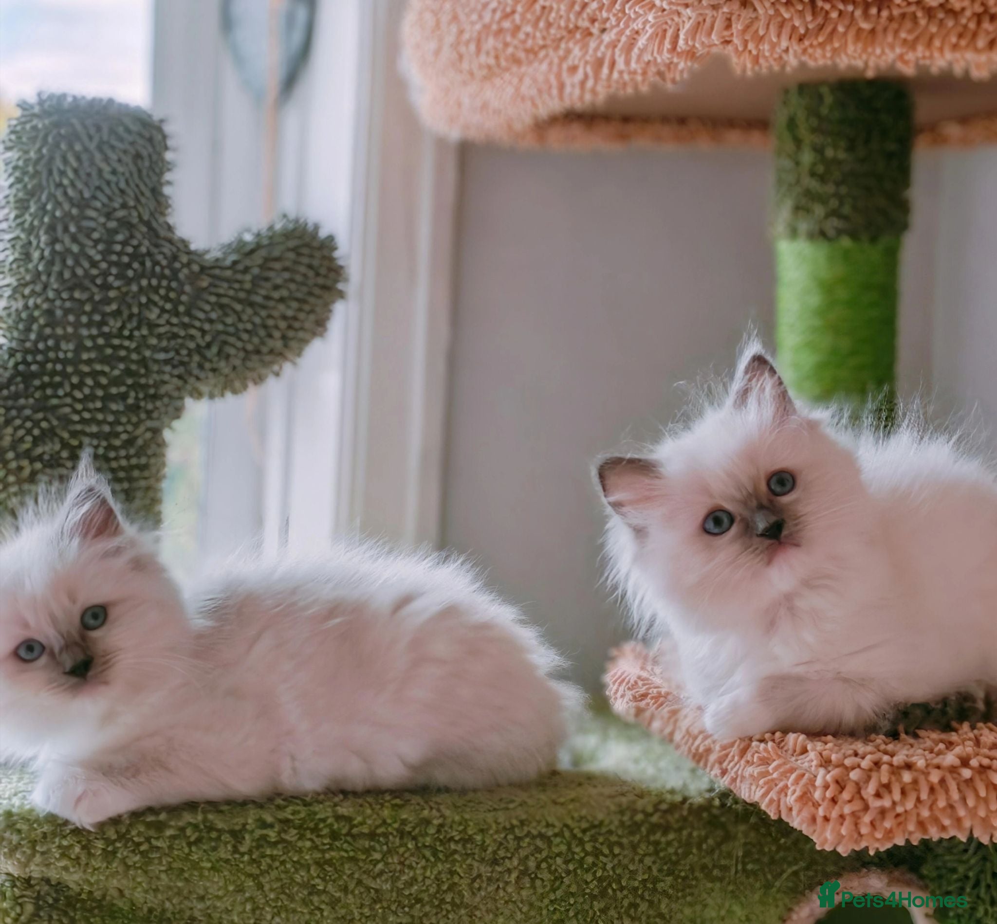 Ragdoll cats Raised with Love, looking for forever homes 🏠❤️ - Advert 7