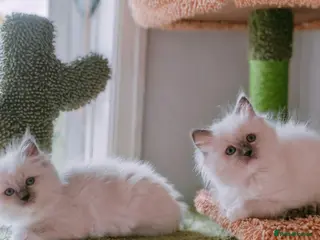 Ragdoll cats Raised with Love, looking for forever homes 🏠❤️ - Advert 7