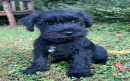 Miniature Schnauzer dogs for sale: Beautiful KC registered Minature Schnauzer puppies - Image 11