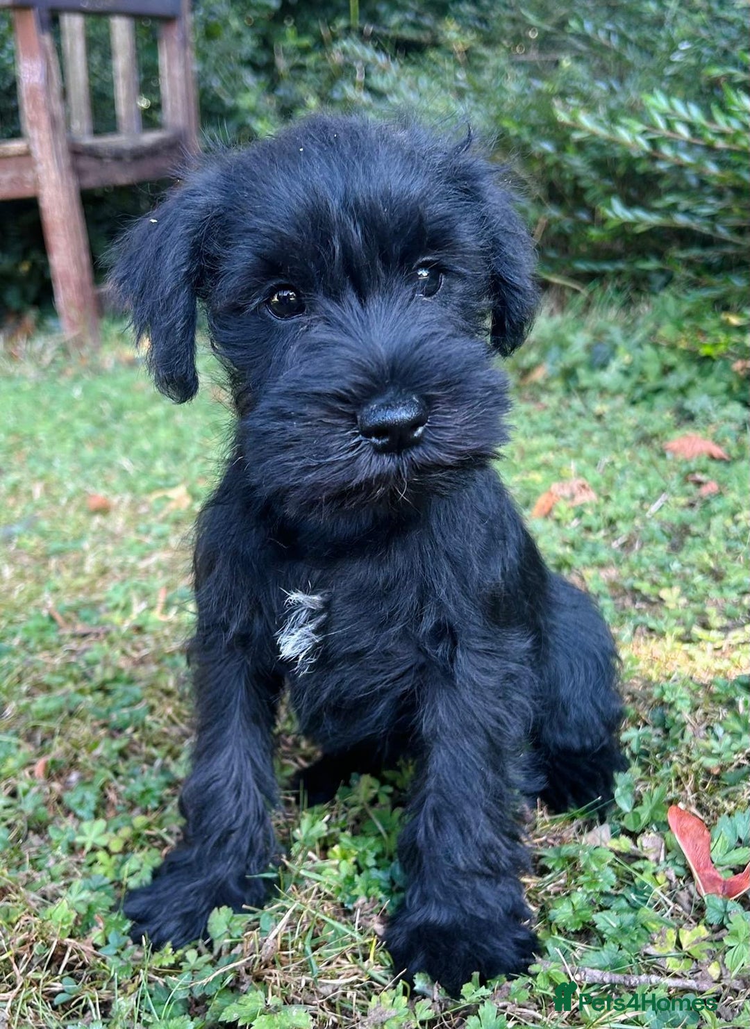 Miniature Schnauzer dogs for sale: Beautiful KC registered Minature Schnauzer puppies - Image 11