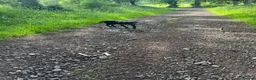 Labrador Retriever dogs for sale: Happy and playful Black Labrador boy - Advert 4