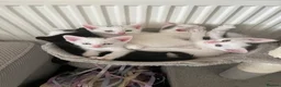 Mixed Breed cats for sale: White kittens - Advert 5