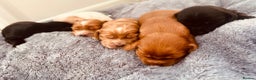 Cocker Spaniel dogs for sale: Show Type Cocker Spaniels. - Advert 1