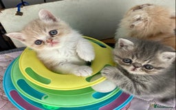 Exotic cats for sale: Exotic pedigree kittens  - Image 21