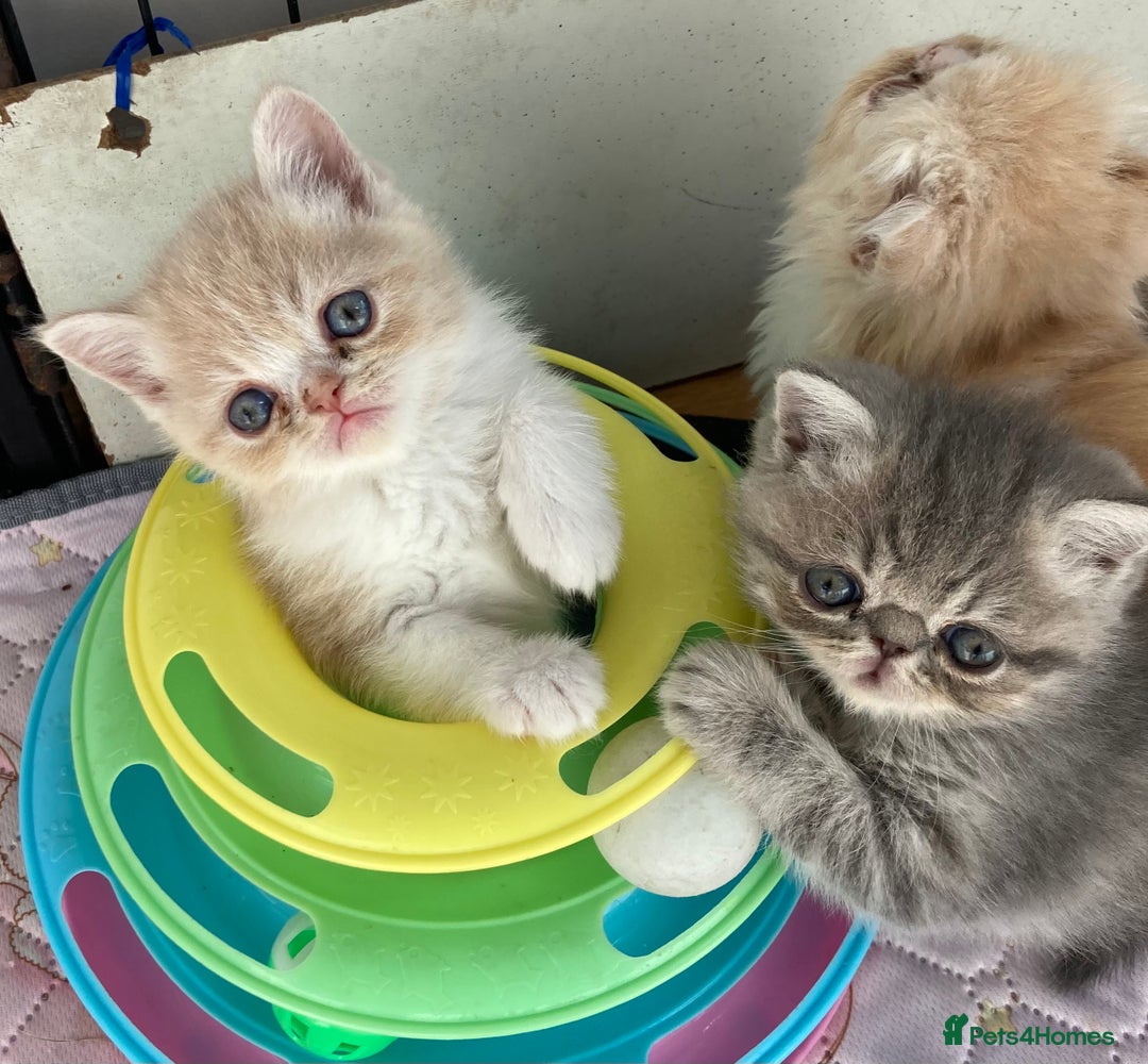 Exotic cats for sale: Exotic pedigree kittens  - Image 21