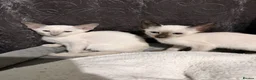 Siamese cats for sale: 5 adorable Siamese kittens available  - Advert 13