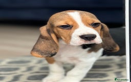 Beagle dogs for sale: STUNNING KC 5GEN TRI COLOUR BEAGLE PUP - Image 12